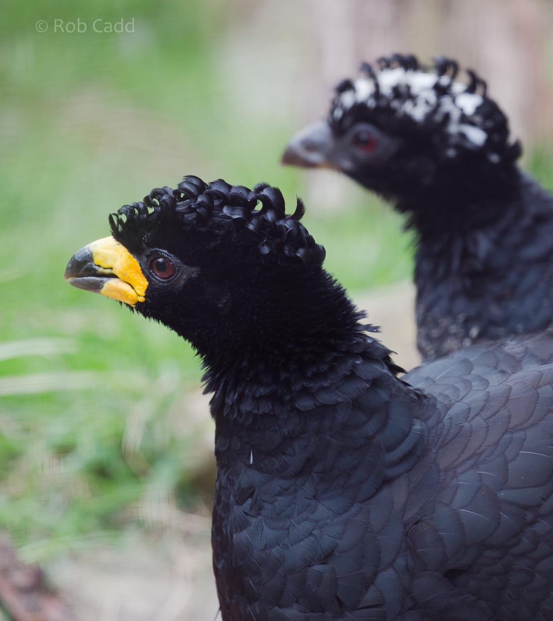 Bare-faced curassow : Birdland : 19 Apr 2015