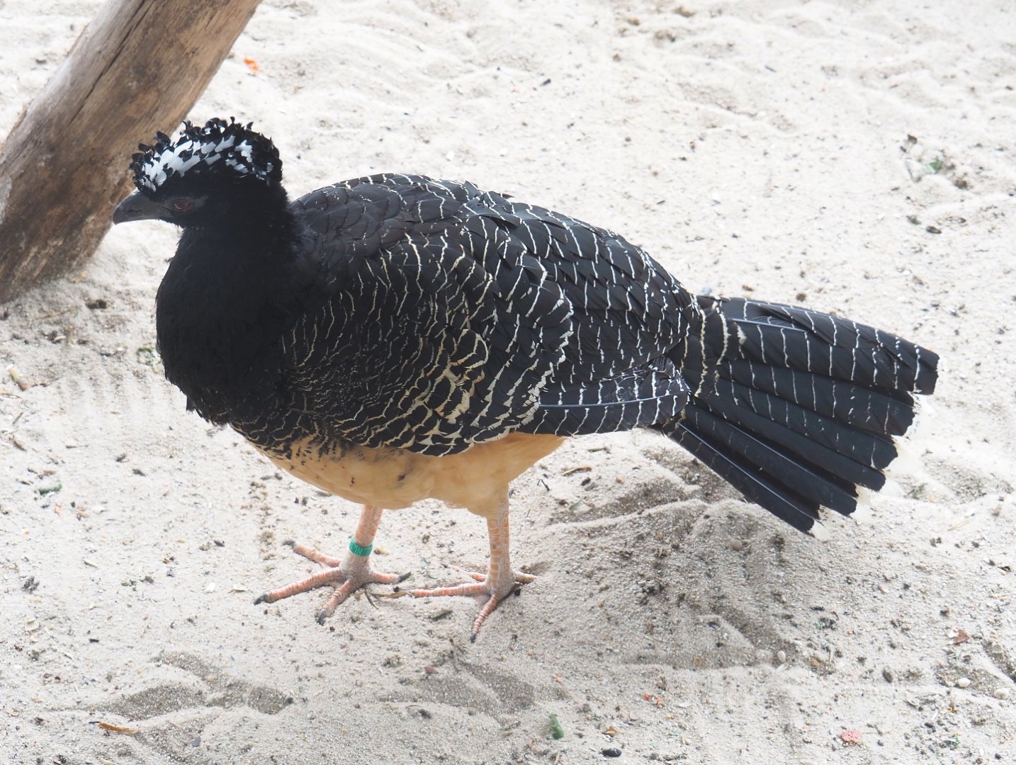 Bare-faced curassow (Crax fasciolata), 2022-05-17