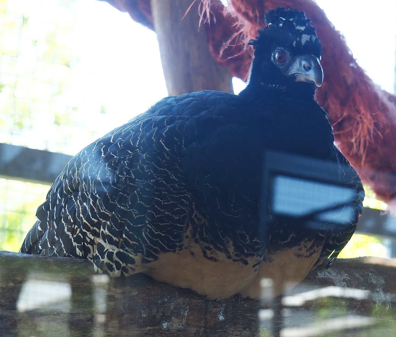 Bare-faced curassow (Crax fasciolata), 2023-05-31