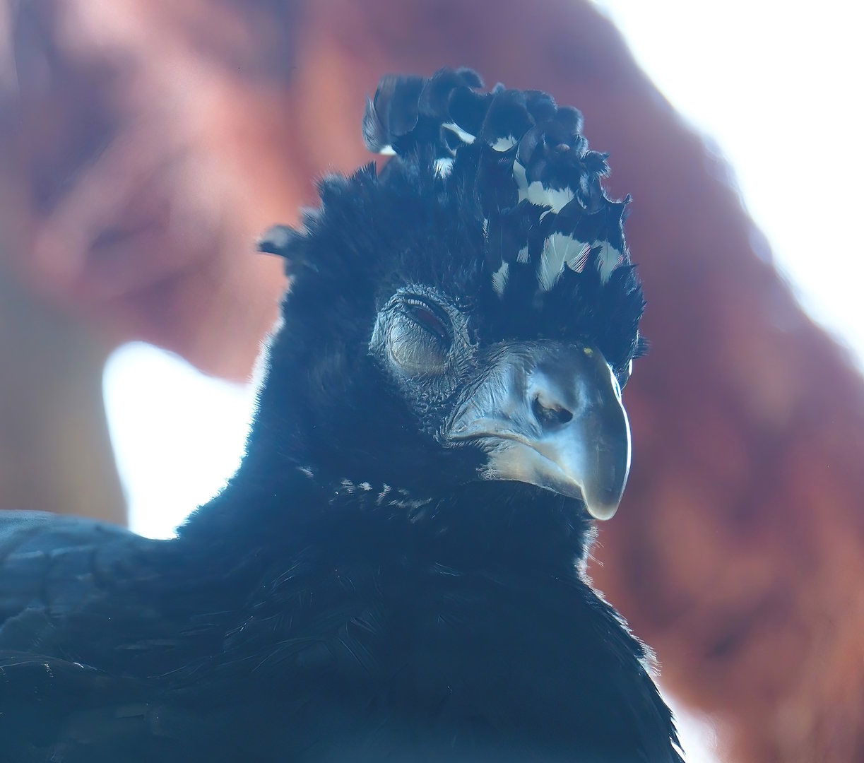 Bare-faced curassow (Crax fasciolata), 2023-05-31