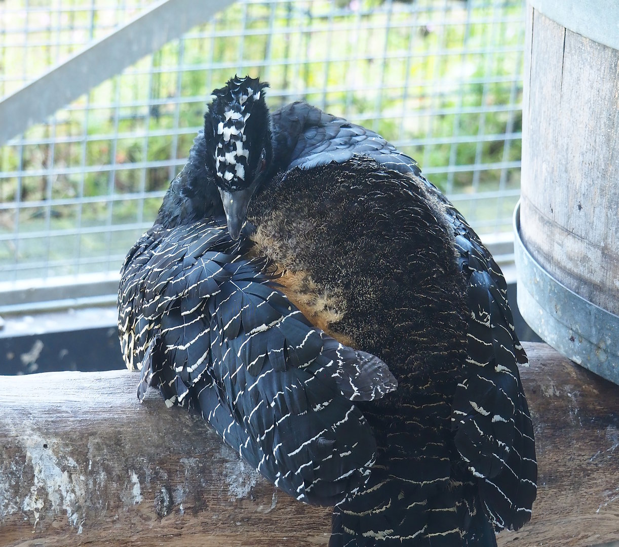 Bare-faced curassow (Crax fasciolata), 2023-05-31