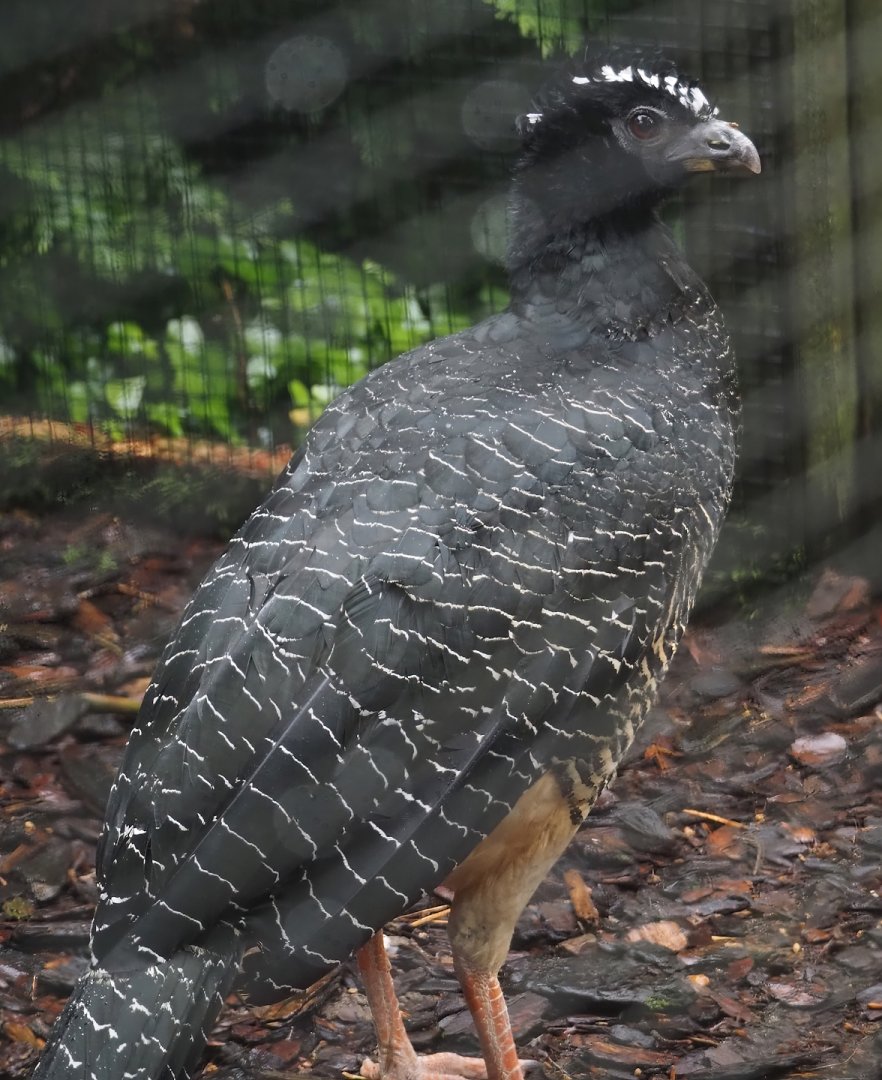 Bare-faced curassow (Crax fasciolata), 2024-05-22