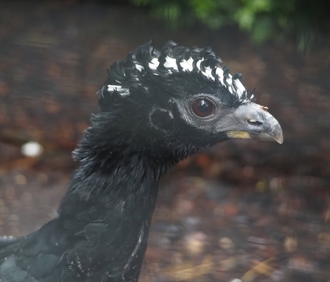 Bare-faced curassow (Crax fasciolata), 2024-05-22