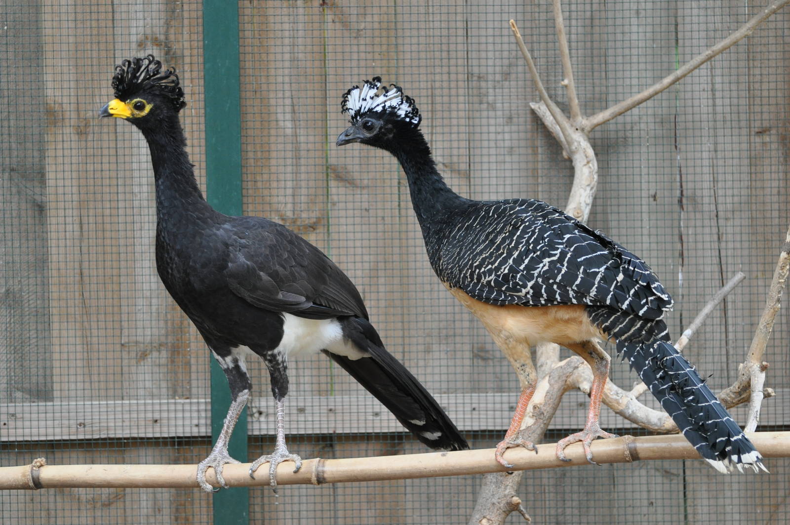 Bare-faced curassow/ Crax fasciolata