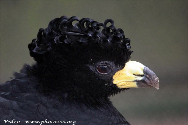 Bare-faced curassow (Crax fasciolata)