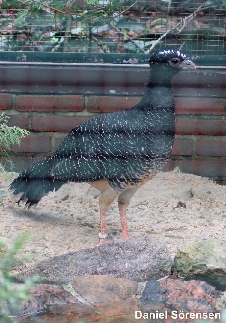 Bare-faced curassow (Crax fasciolata)