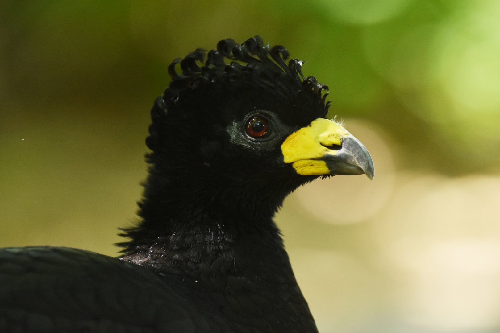 Bare-faced Curassow (Crax fasciolata)