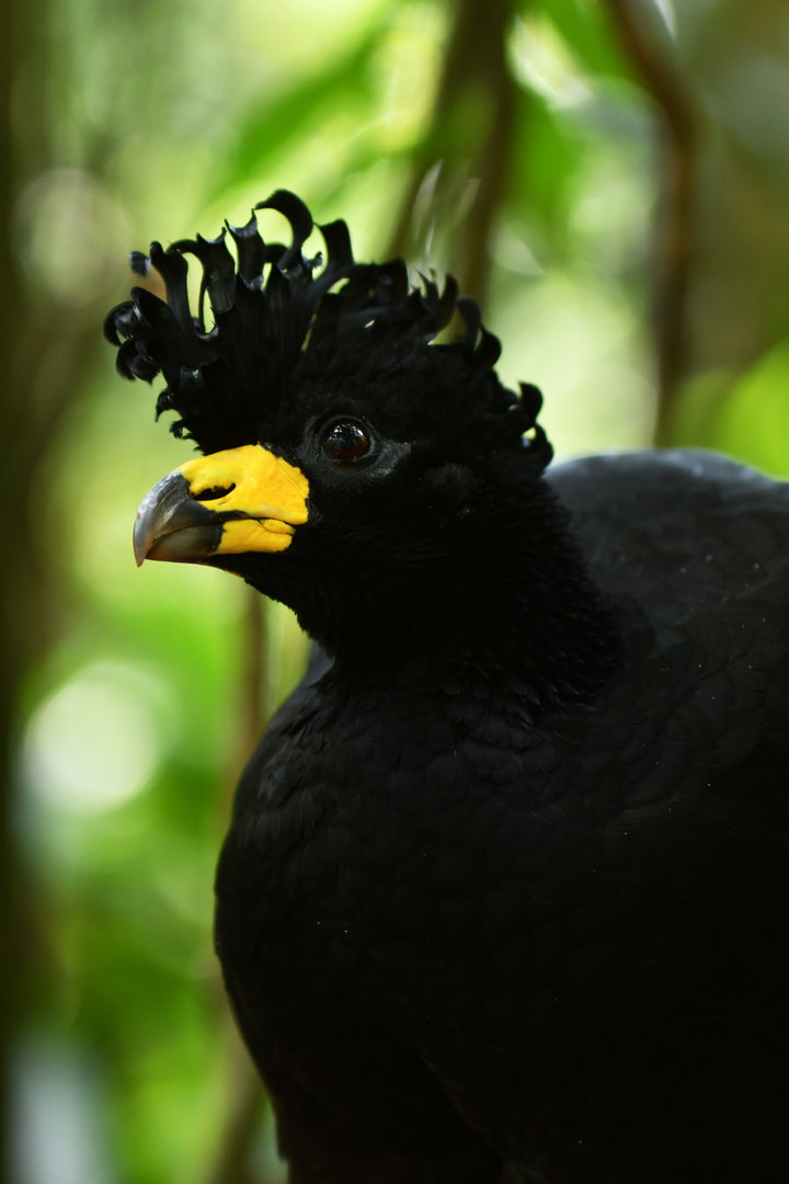Bare-faced Curassow Crax fasciolata