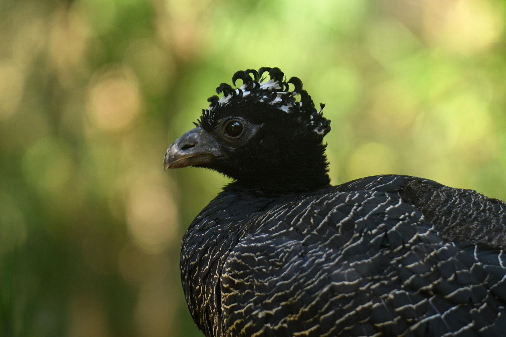 Bare-faced Curassow Crax fasciolata