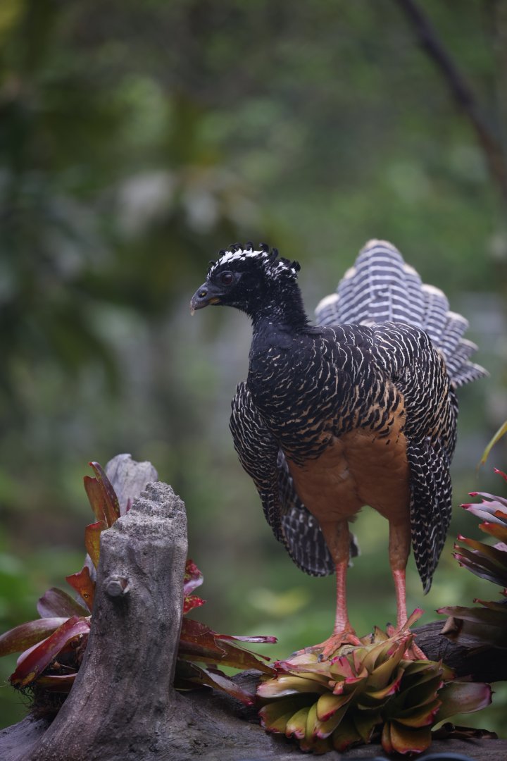 Bare-faced Curassow (Crax fasciolata)