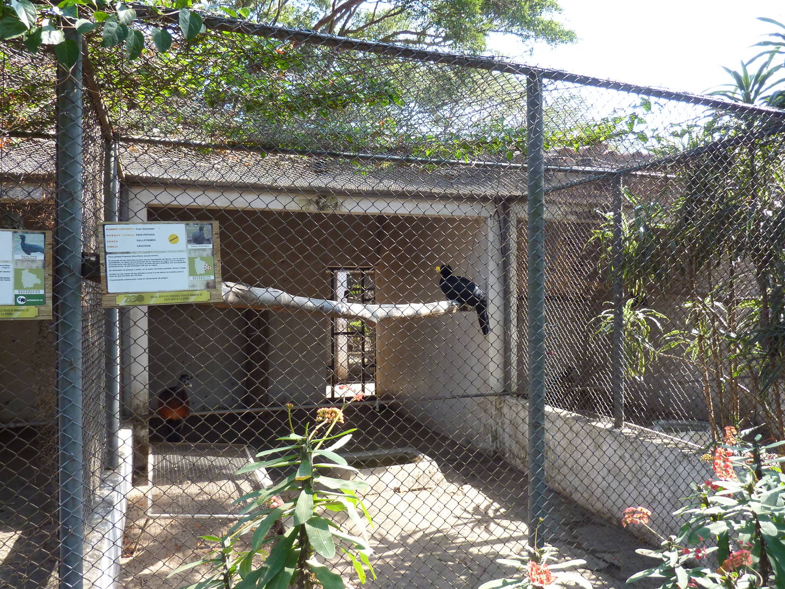 Bare-faced curassow enclosure