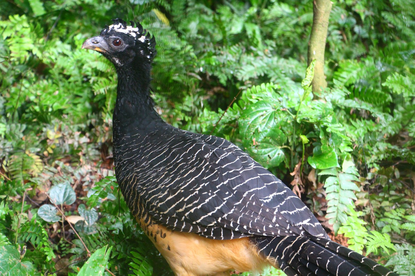 Bare-faced Curassow (hen)