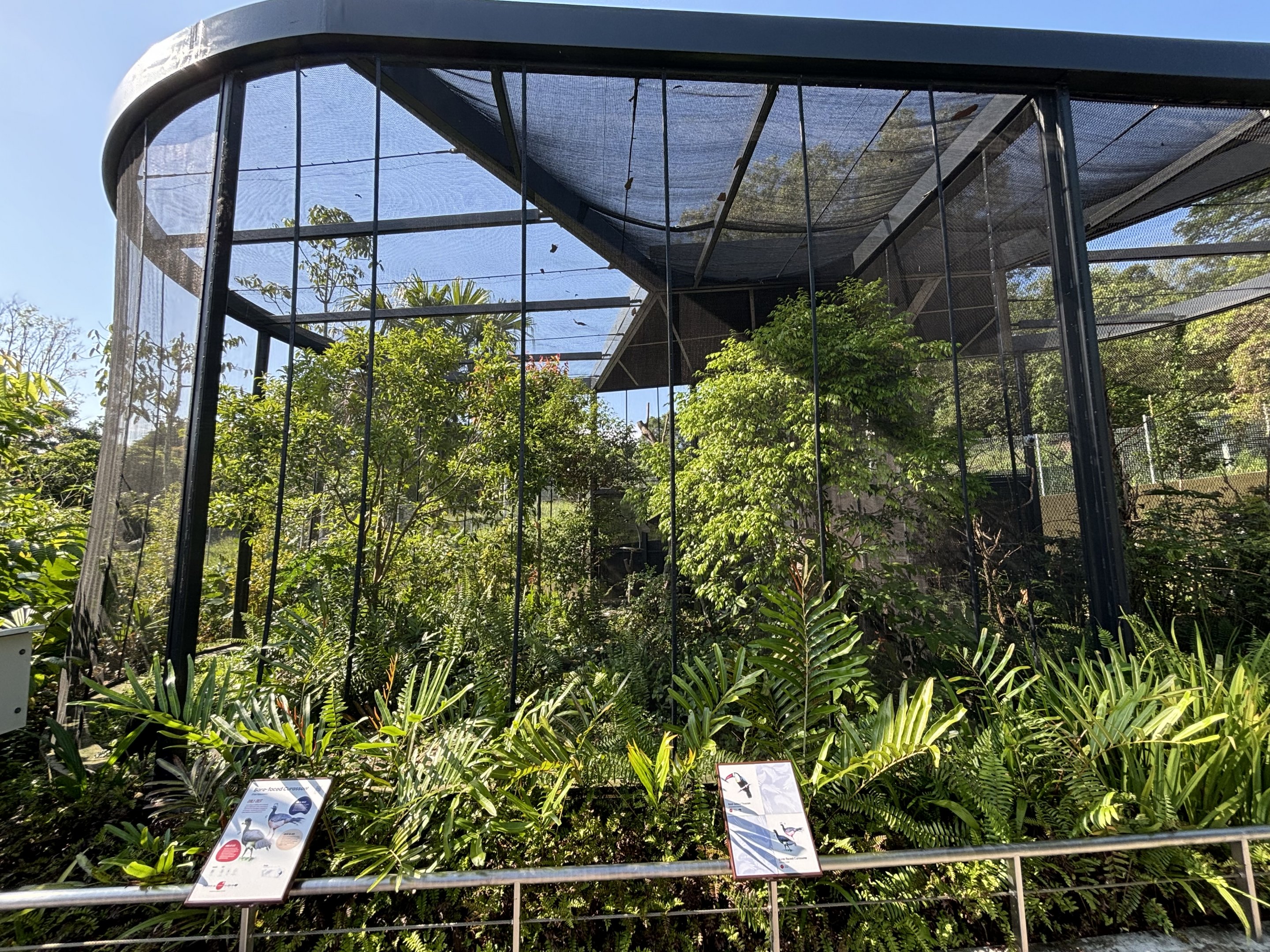 Bare-faced Curassow + Red-billed Toucan