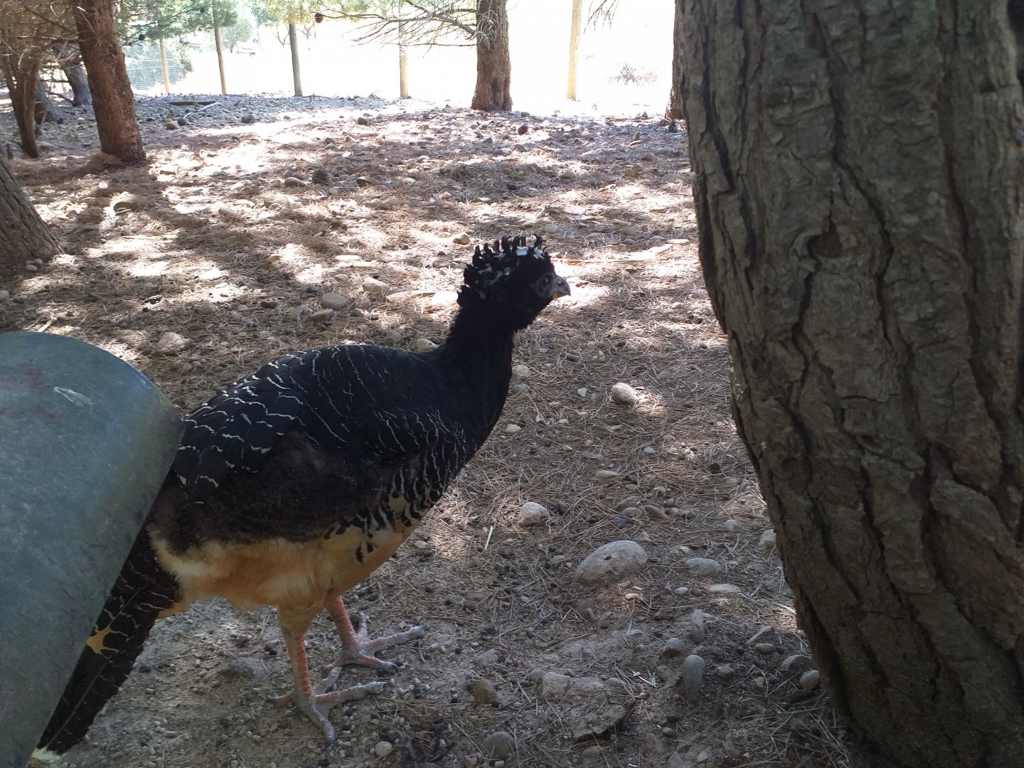 Bare-faced curassow -Sendaviva (2020)