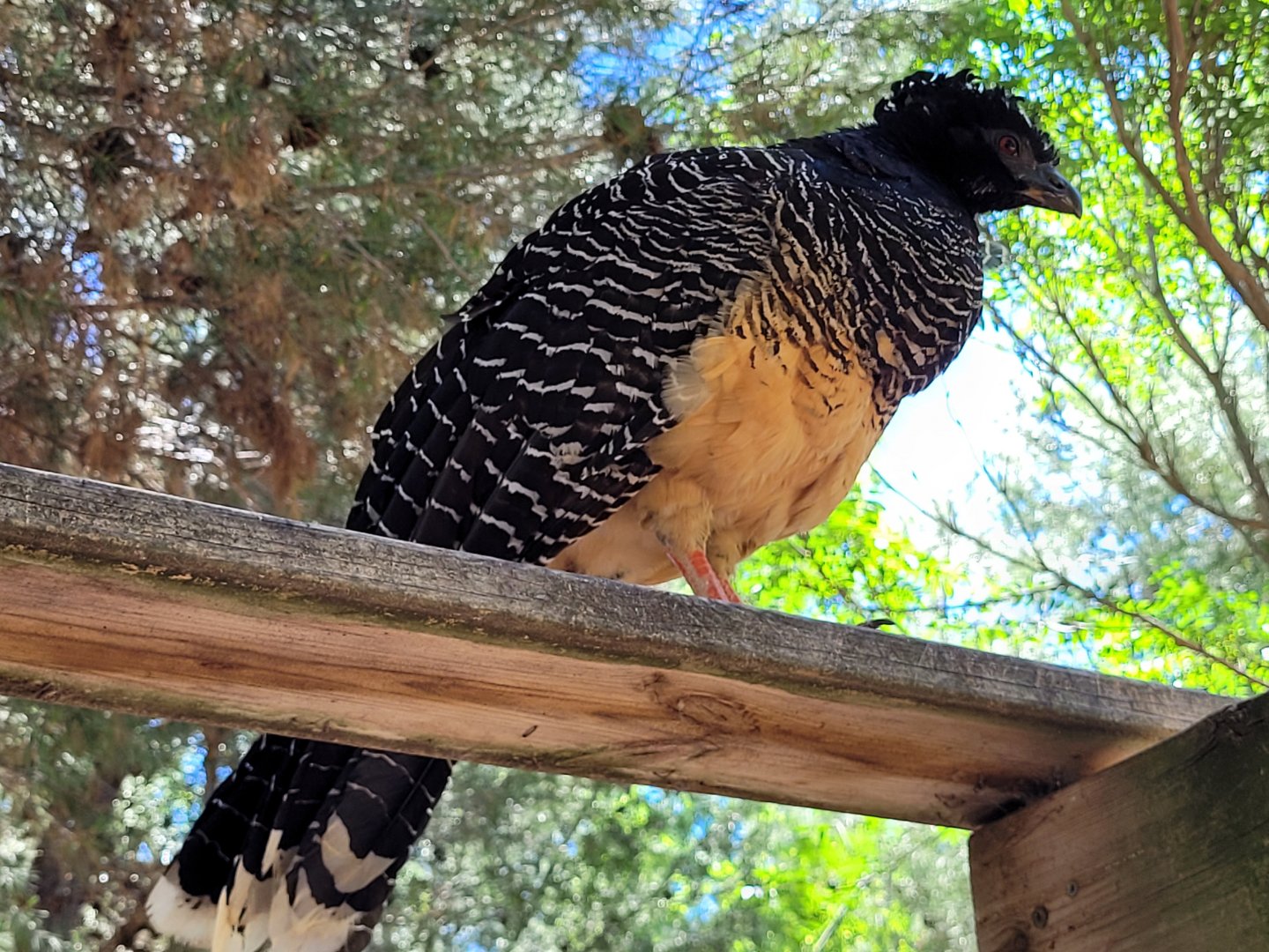 Bare-faced curassow -Sendaviva (2024)