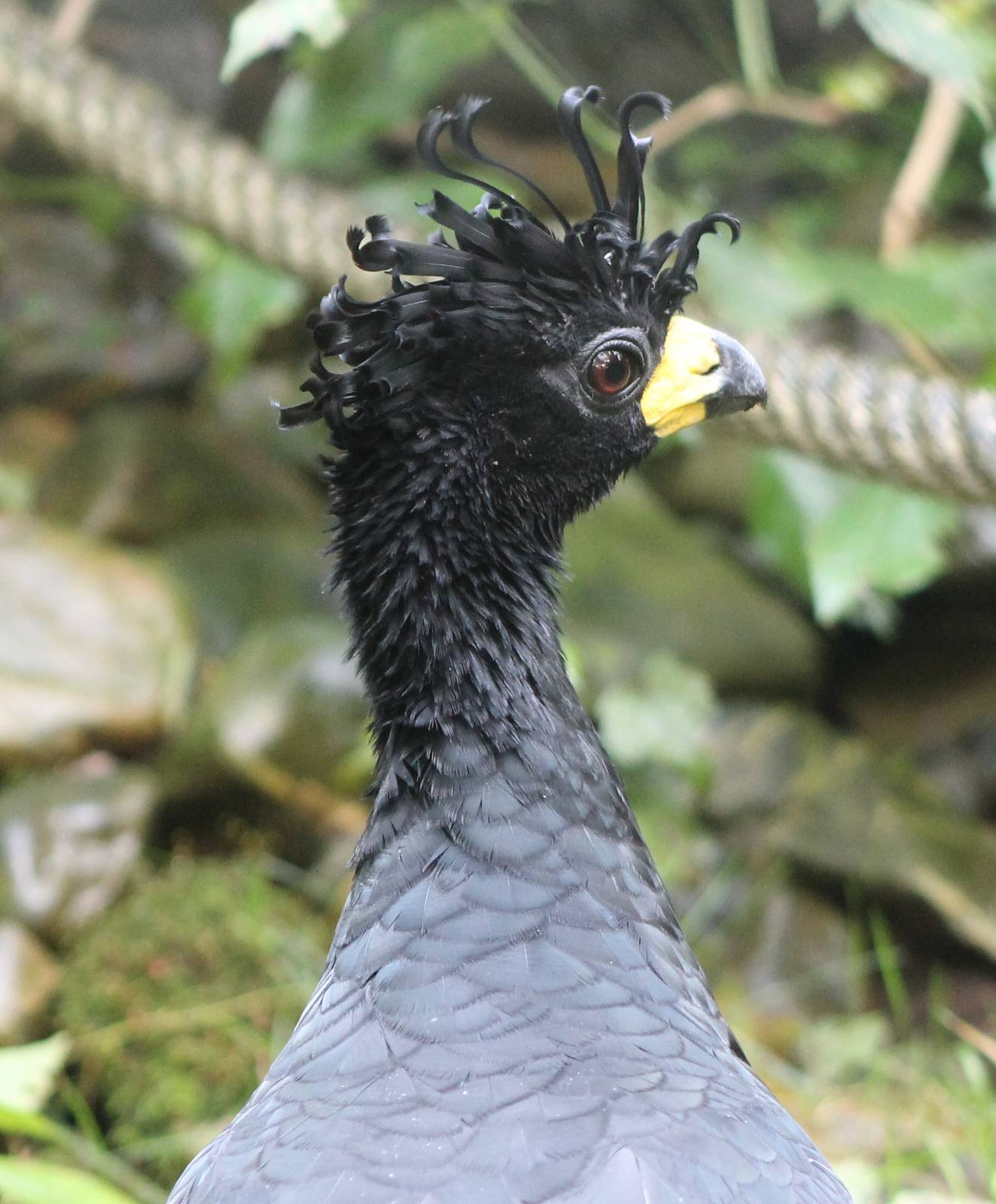 Bare-faced curassow