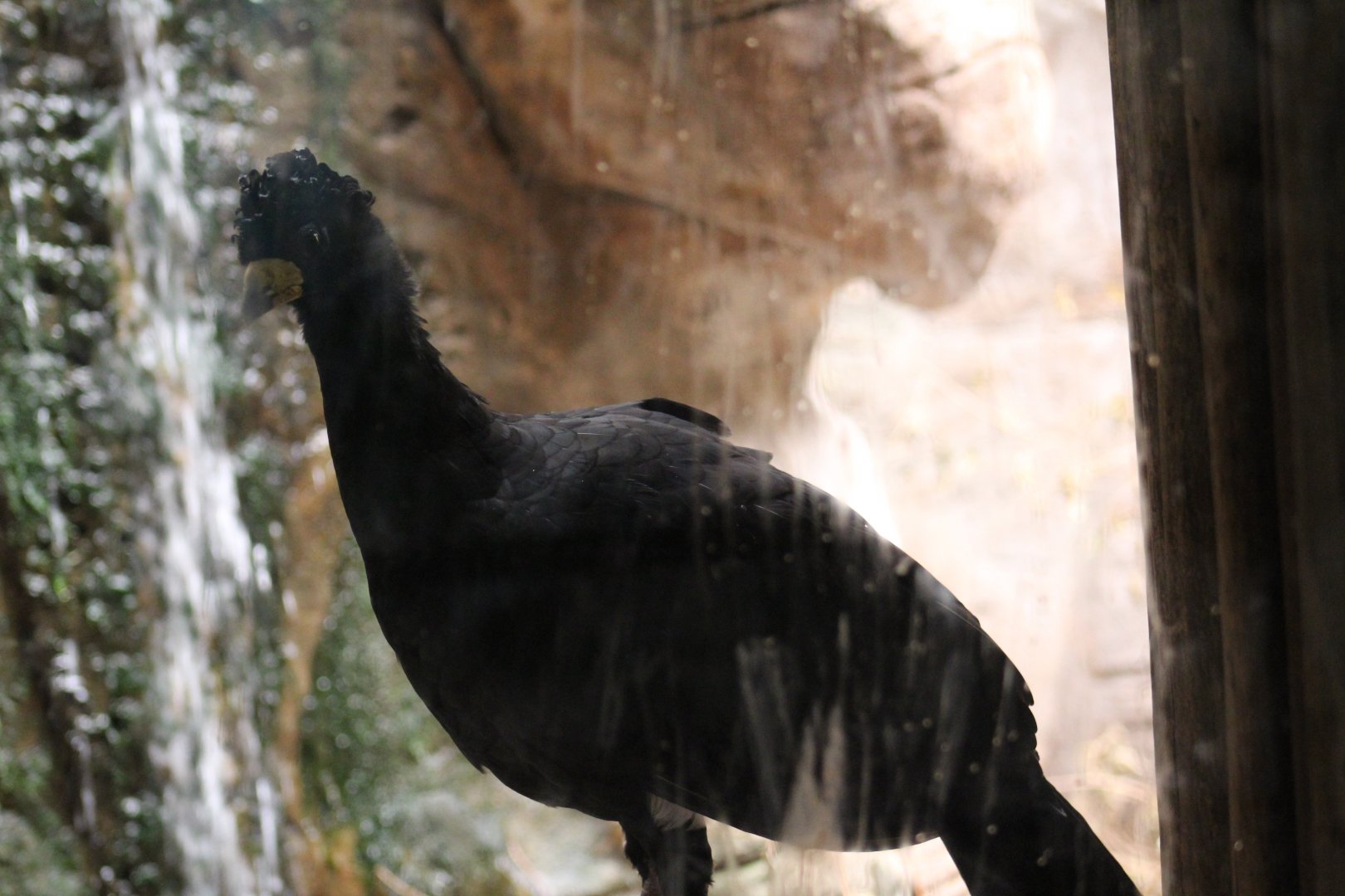 Bare-Faced Curassow