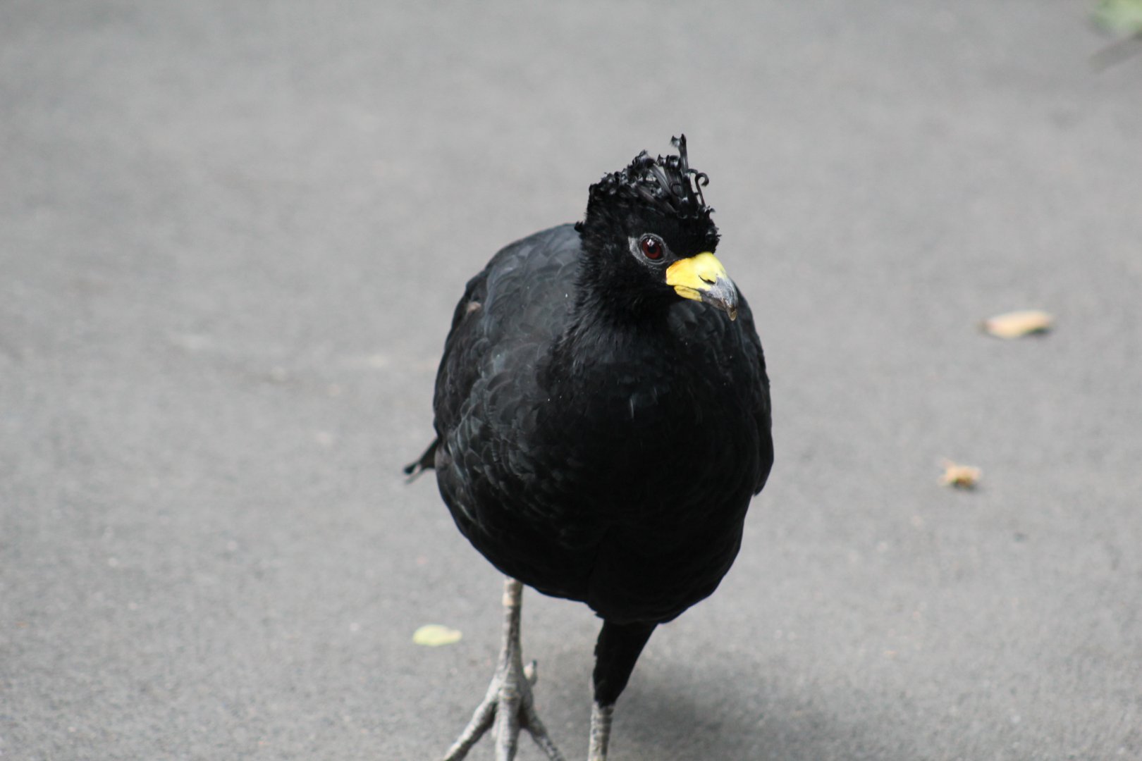 Bare-Faced Curassow
