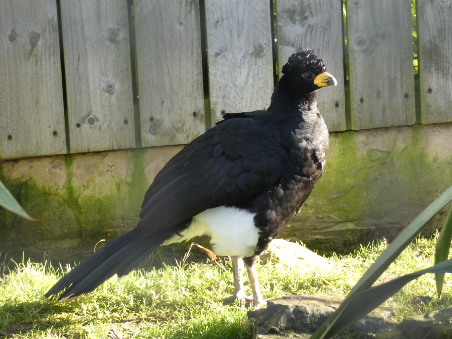 Bare-faced Curassow