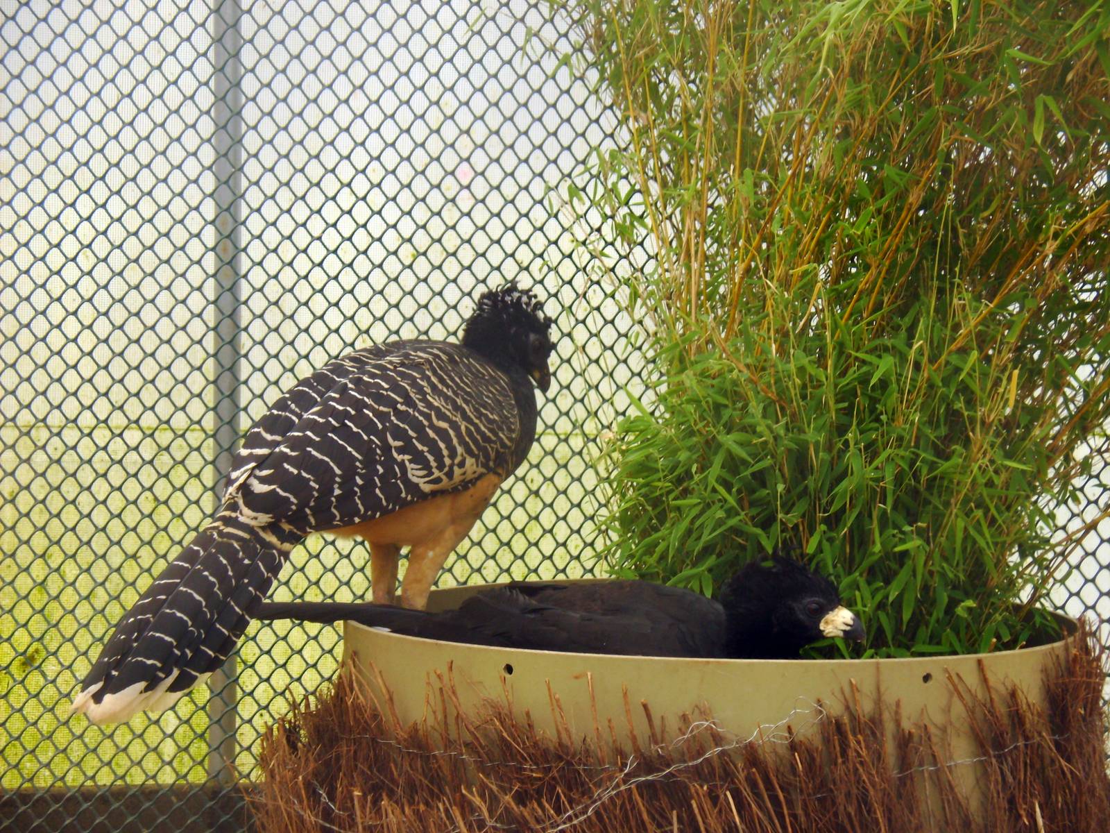 Bare Faced Curassow