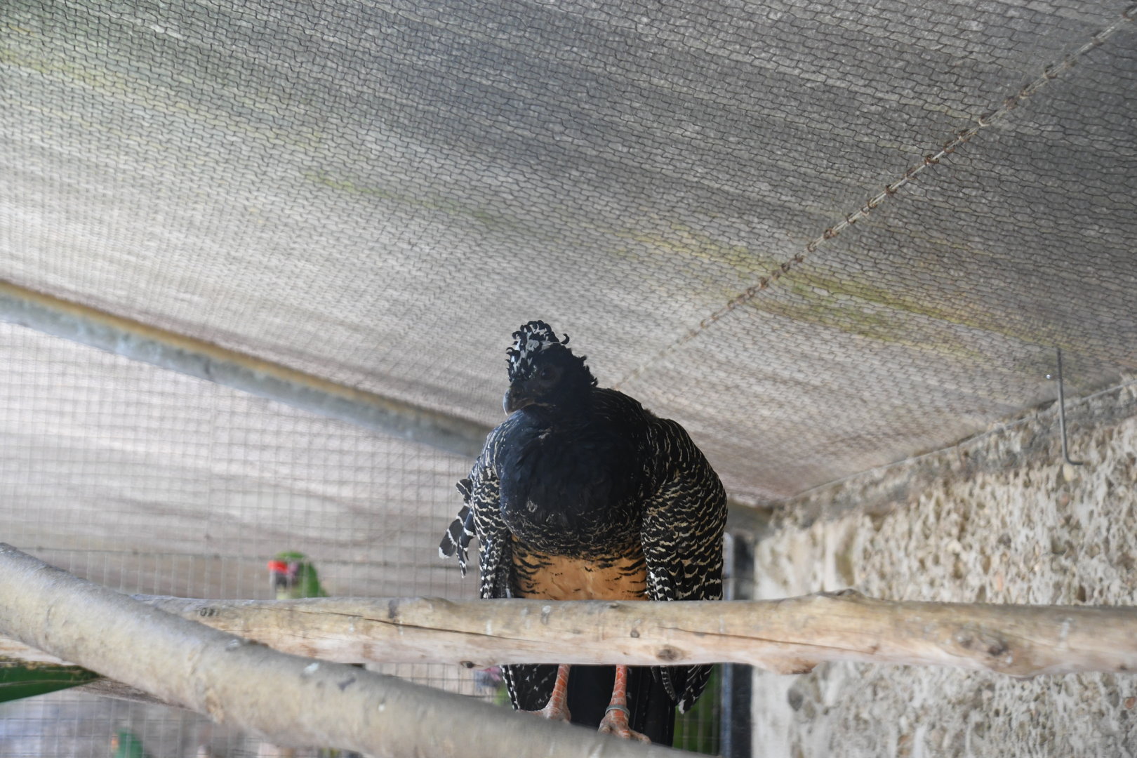 Bare-faced Curassow