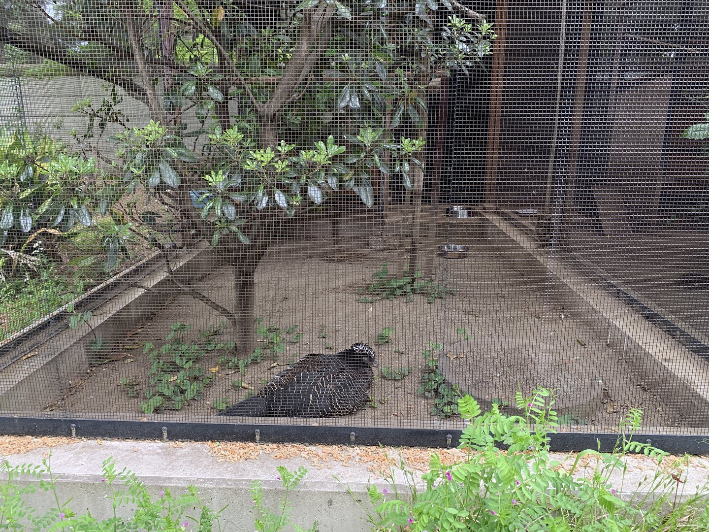 Bare-faced Curassow