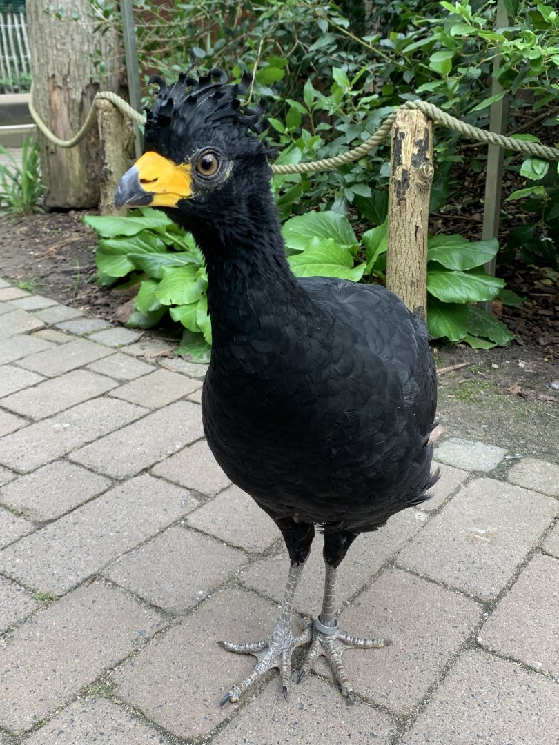 Bare-faced curassow