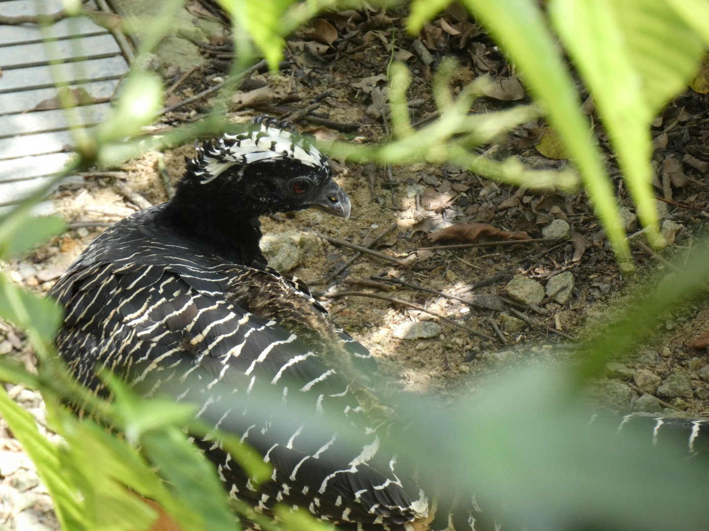 Bare-faced curassow