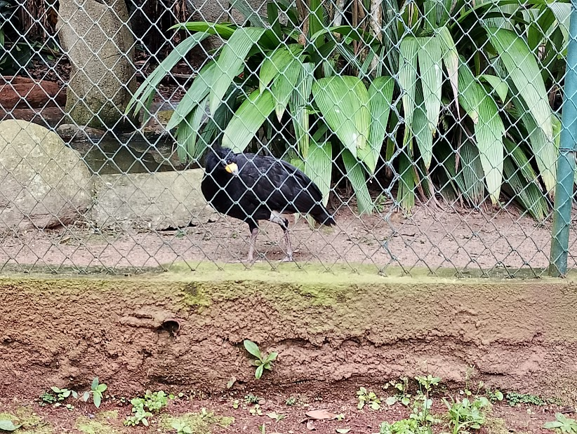 Bare-faced curassow