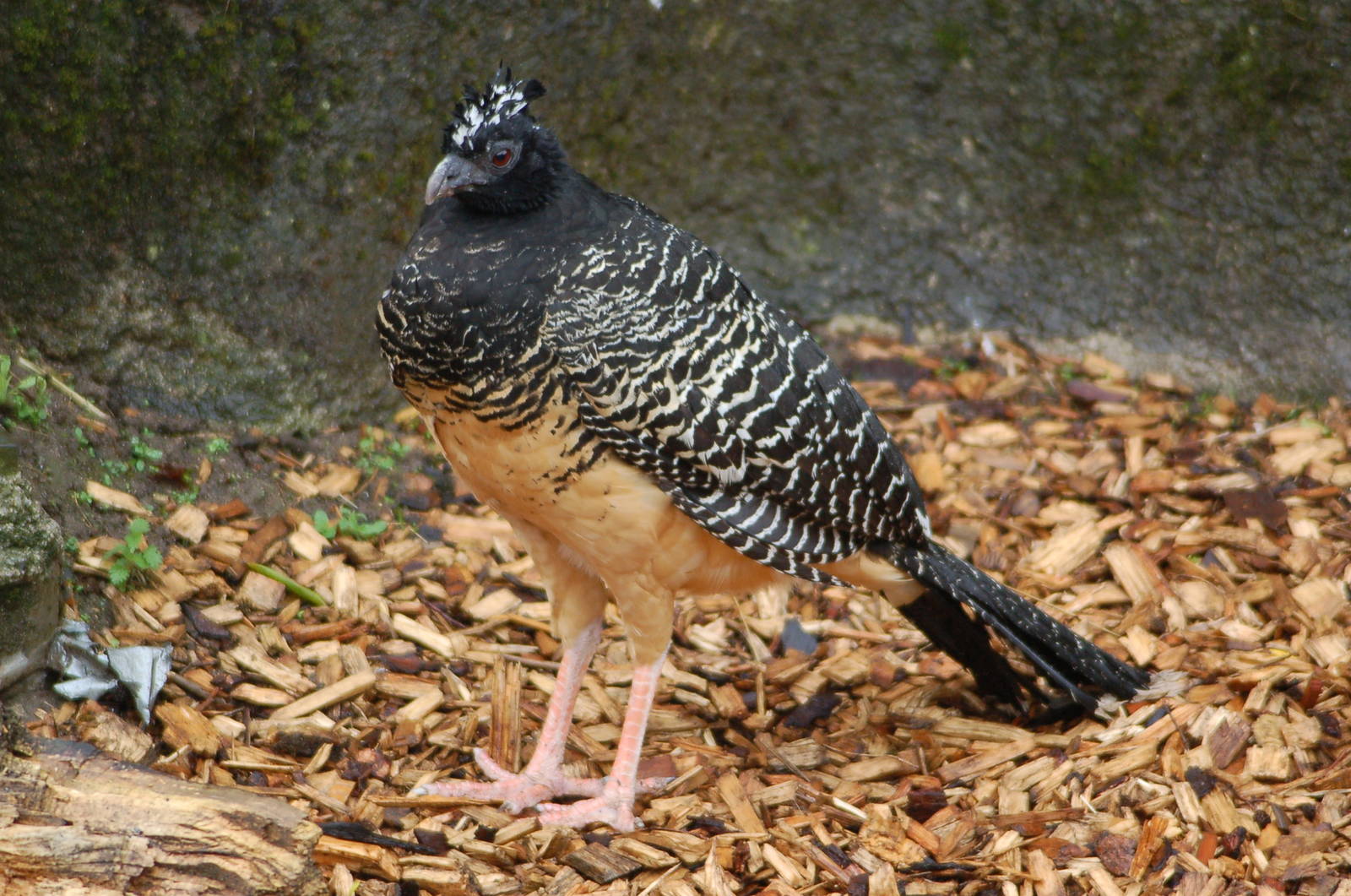 Bare-faced Curassow