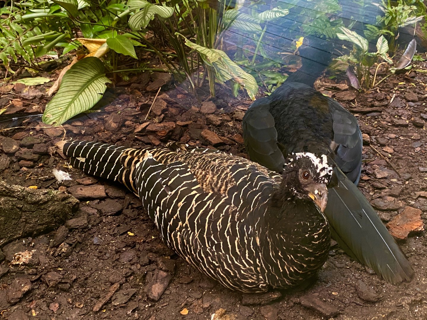 Bare-faced Curassows (Crax fasciolata)