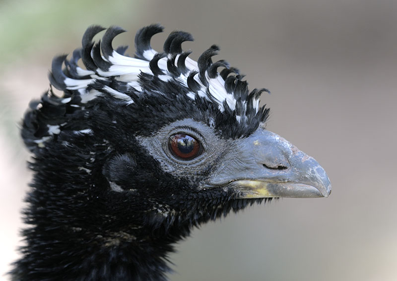 Bare-faced currassow