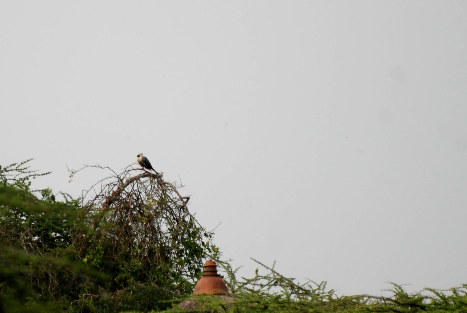 Bare-faced Go-away-bird at Bishangari Lodge, 14/10/14
