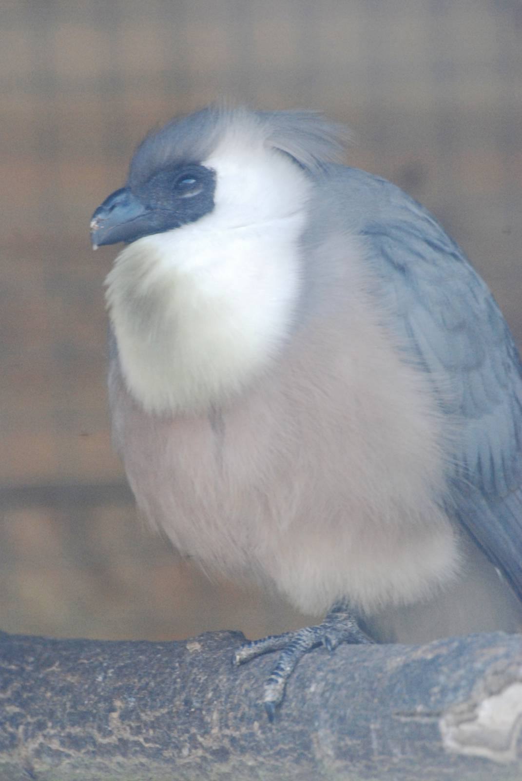 Bare-faced Go-Away-Bird at Blackbrook 29/04/11
