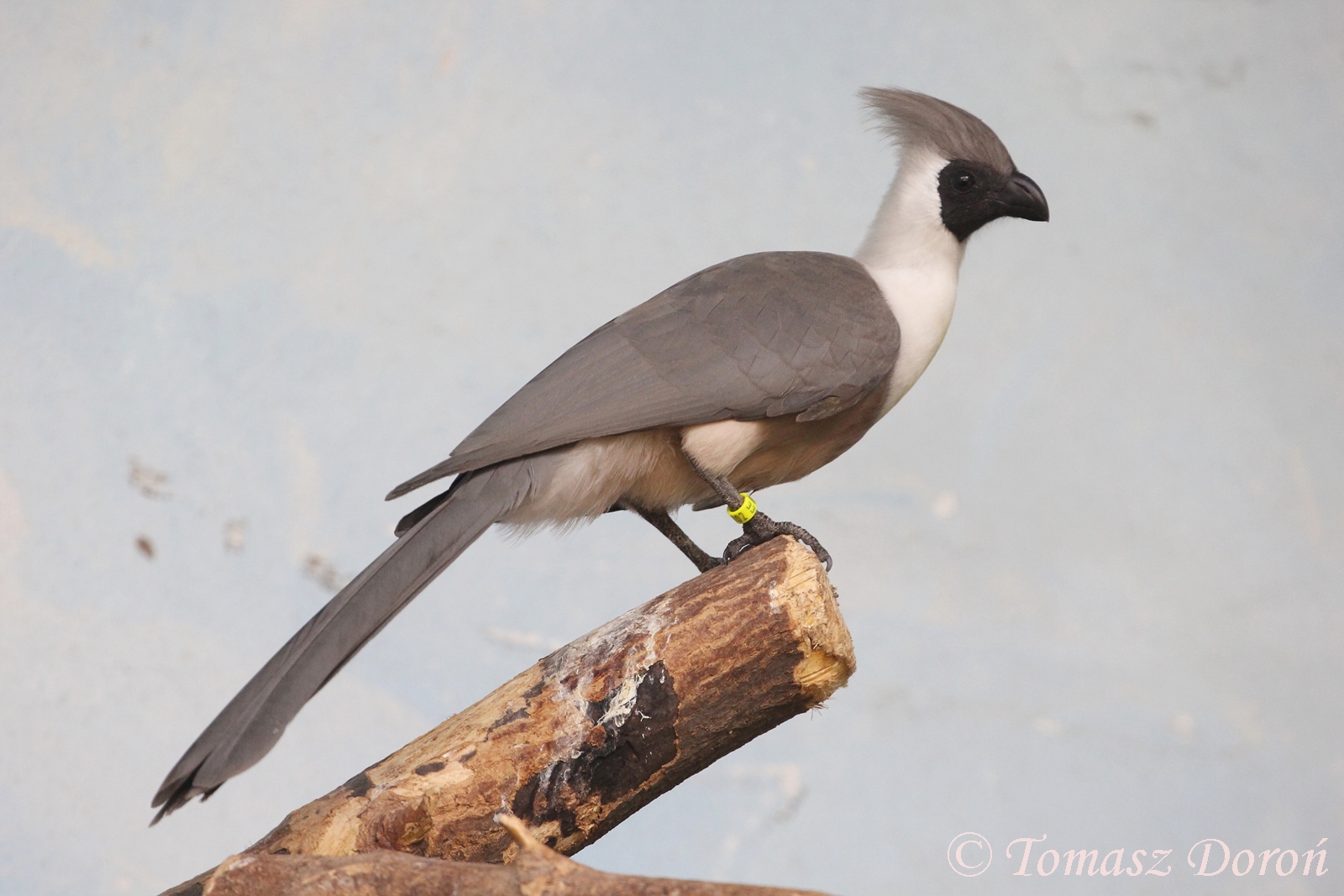 Bare-faced Go-away-bird (Corythaixoides leopoldi), September 2017