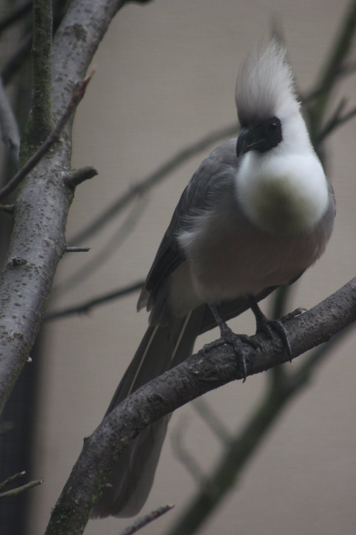 Bare-faced go-away-bird (Corythaixoides personatus)