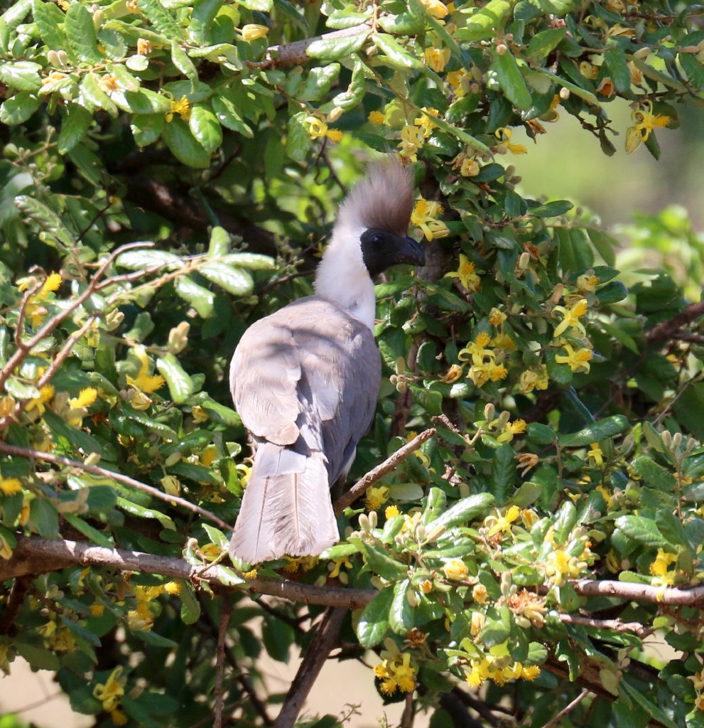 Bare-faced Go-Away Bird