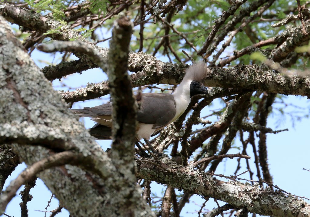 Bare-faced Go-away Bird