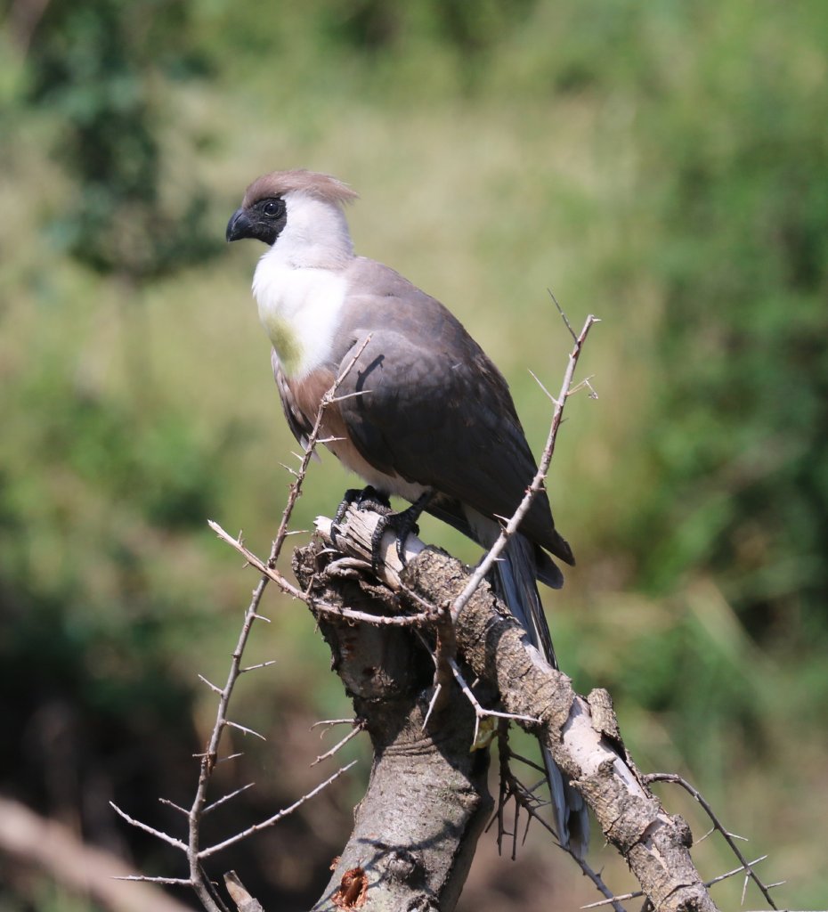 Bare-faced Go-away Bird