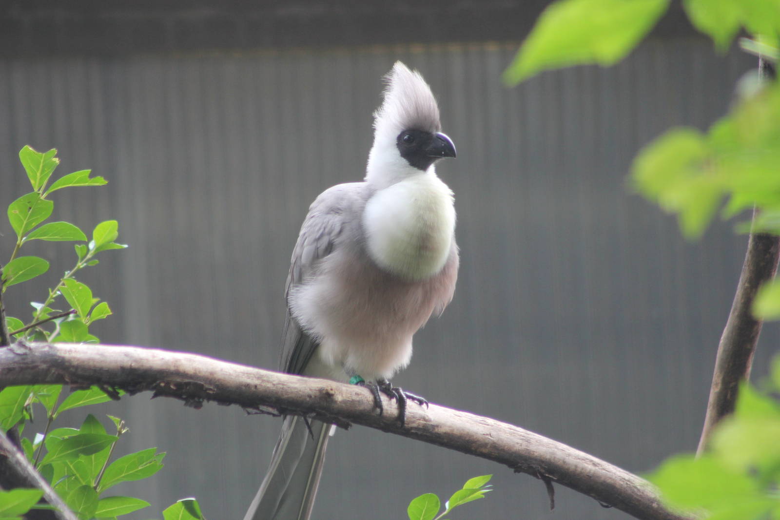Bare-faced go-away bird