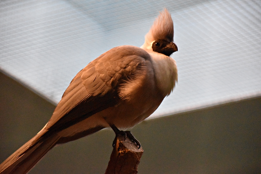 Bare-Faced Go-Away-Bird