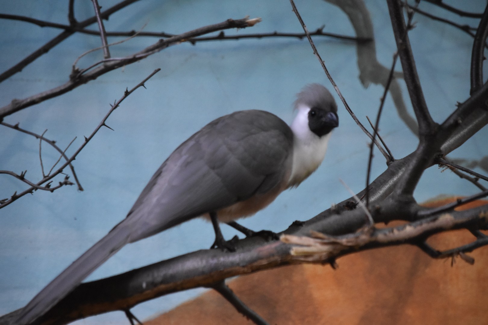 Bare-faced go-away-bird