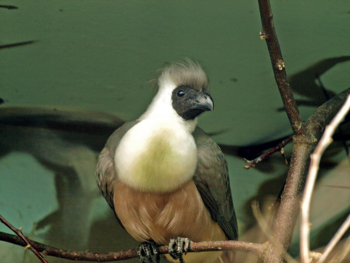 Bare-faced Go-away bird