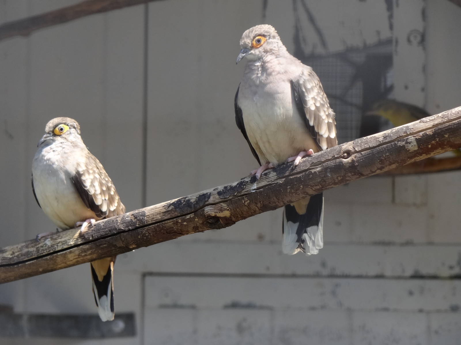 Bare-faced ground-dove