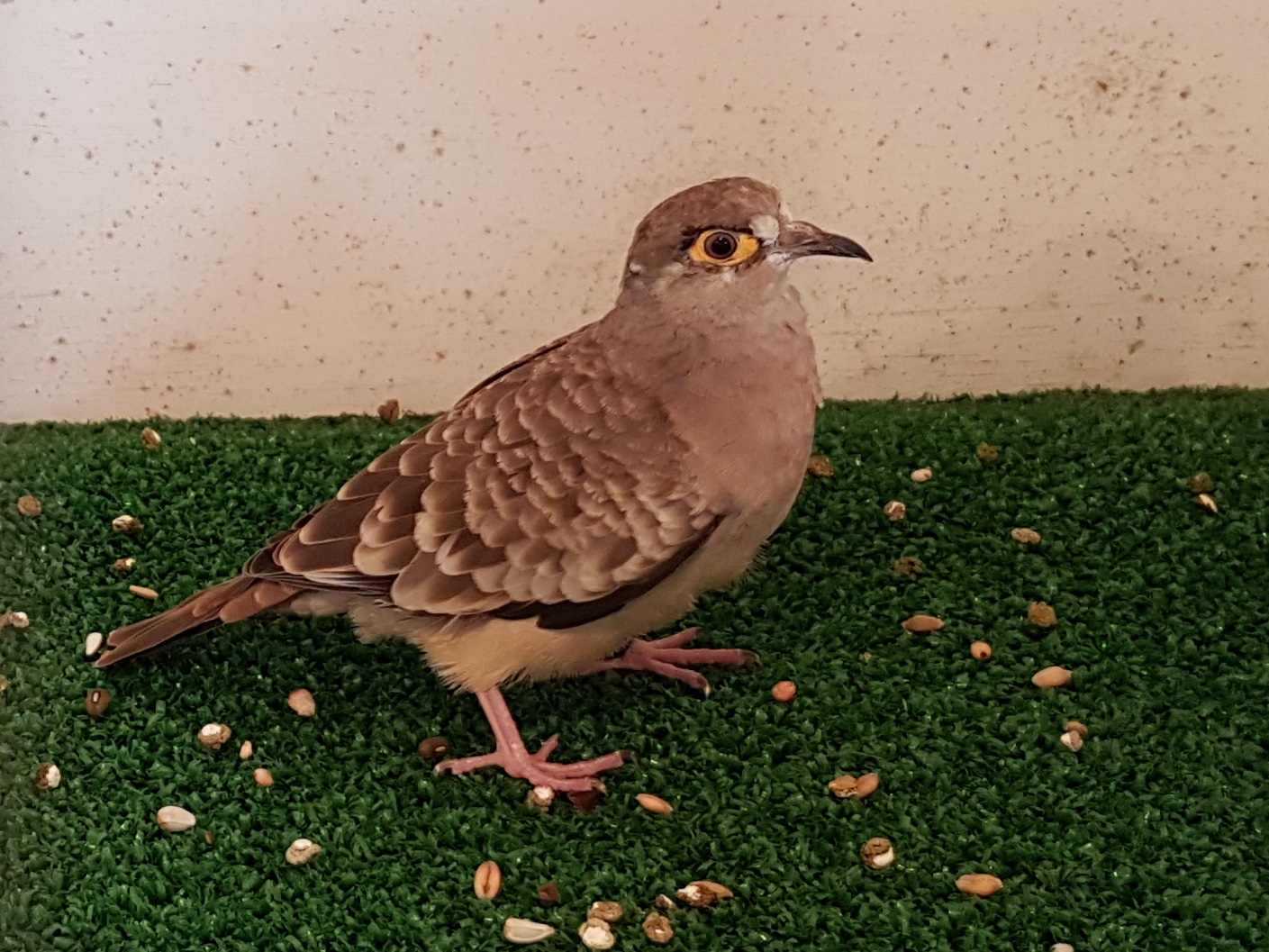 Bare-faced ground-dove