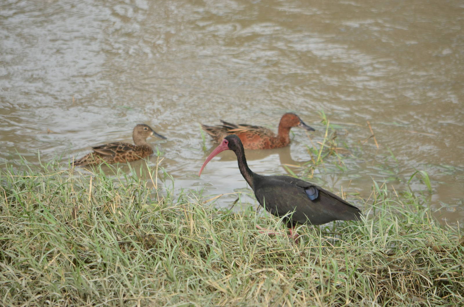 Bare faced Ibis and Tropical cinammon teal