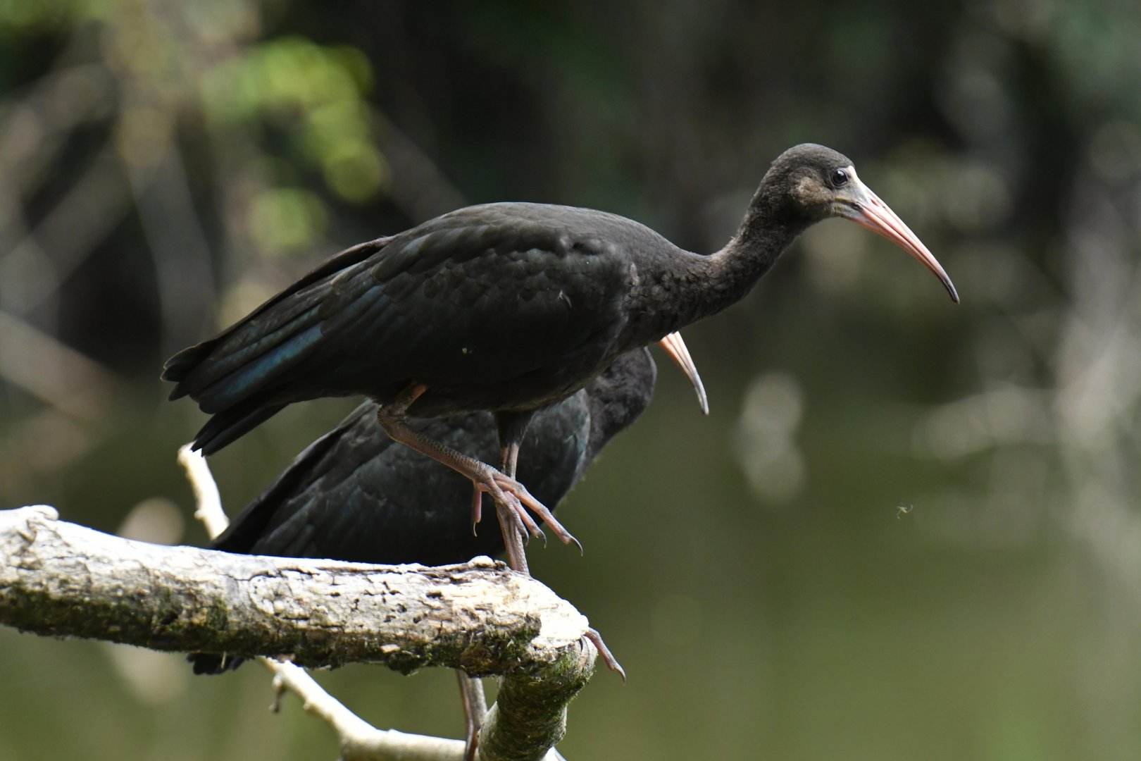Bare-faced Ibis (Phimosus infuscatus)