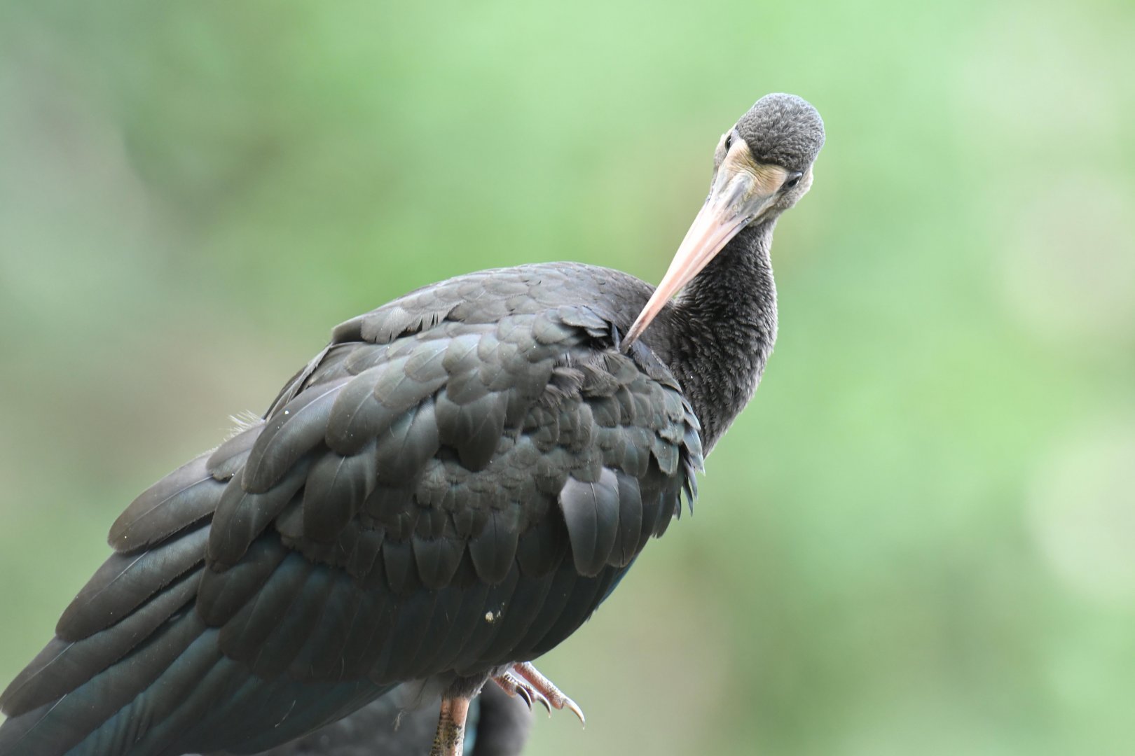 Bare-faced Ibis (Phimosus infuscatus)