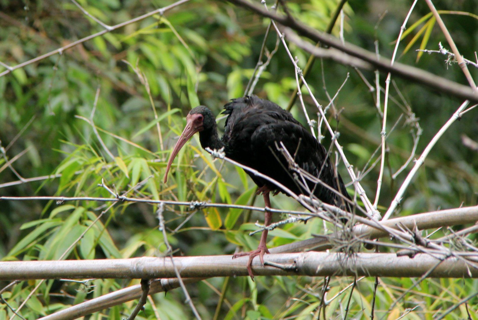 bare-faced or whispering ibis (Phimosus infuscatus)