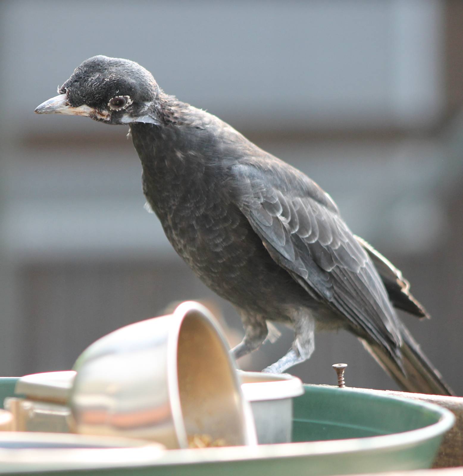 Bare-necked fruitcrow female